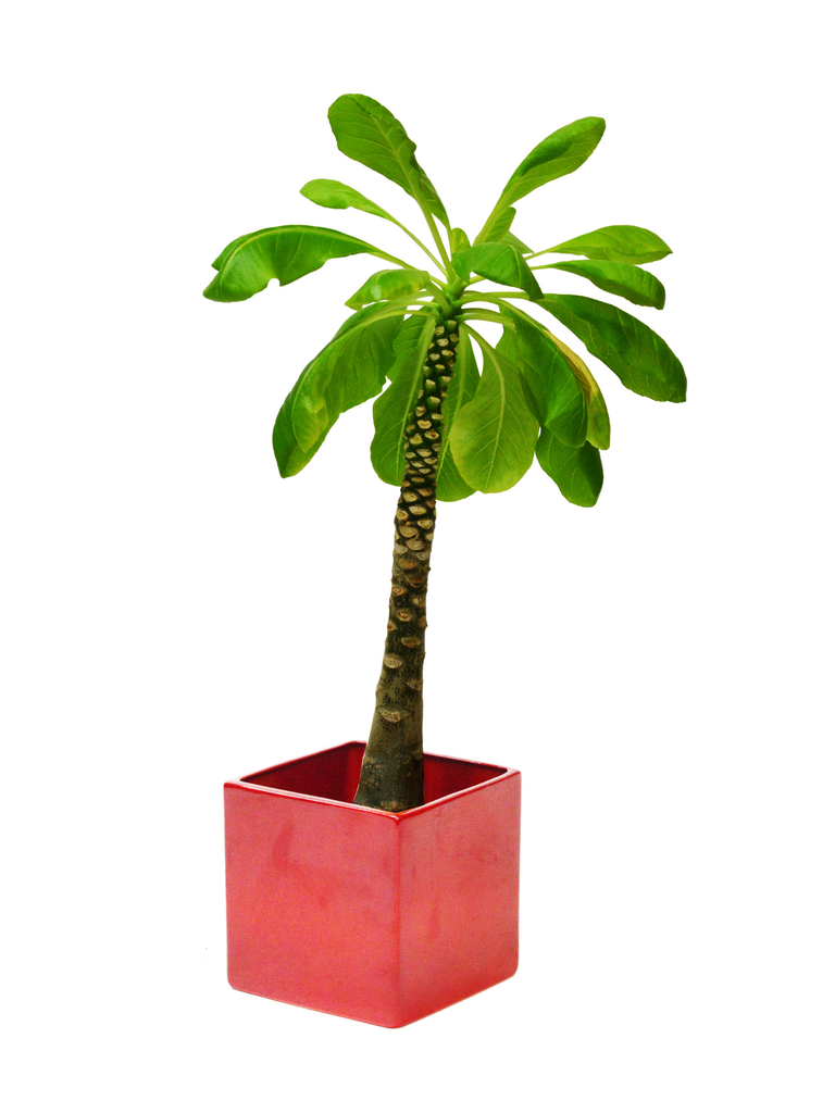 Hawaiian