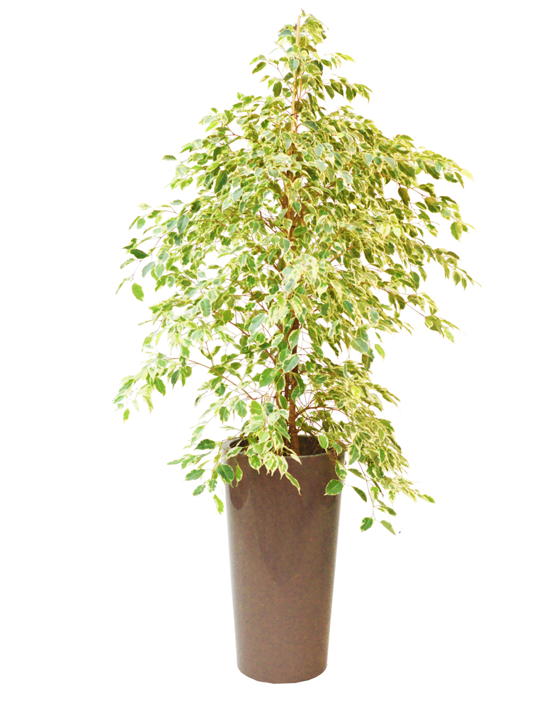 Ficus