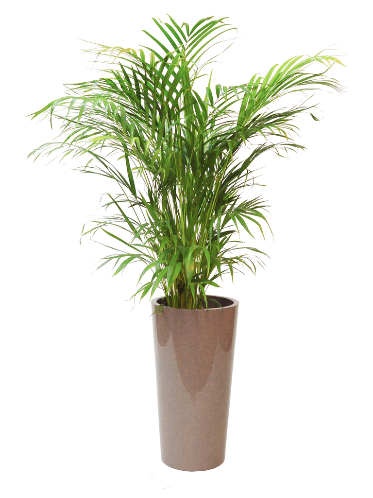 Palmwedel